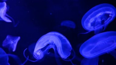 Akvaryum havuzunda yüzen floresan denizanası 4k. şeffaf denizanası su altı görüntüleri ve suda dolaşan parlayan medusa. deniz yaşamı duvar kağıdı arka plan.