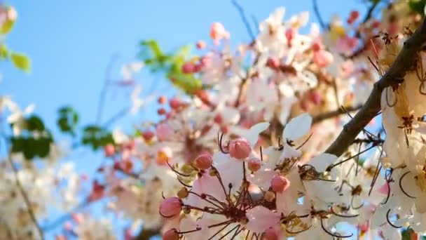 Όμορφο Ανθισμένο Ροζ Λουλούδι Που Φυσάει Από Τον Άνεμο Στην — Αρχείο Βίντεο