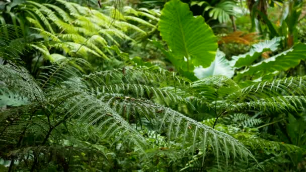 有热带棕榈绿树的绿色蕨类叶子 从正面到背面都有深部的选择焦点 绿色自然背景 — 图库视频影像