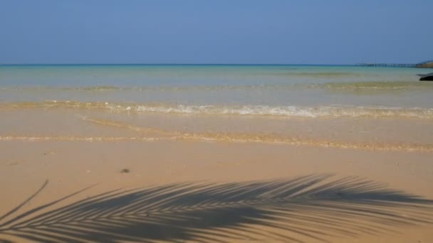 Καρύδα Φοινικόδεντρο Σκιά Φύλλων Απλώνονται Πάνω Από Την Αμμώδη Παραλία — Αρχείο Βίντεο