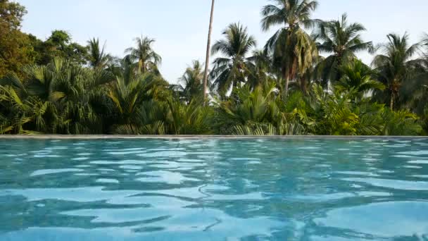 입니다 근처의 수영장에서 코코넛 야자수를 배경으로 휴식을 취하는 휴식이라는 — 비디오