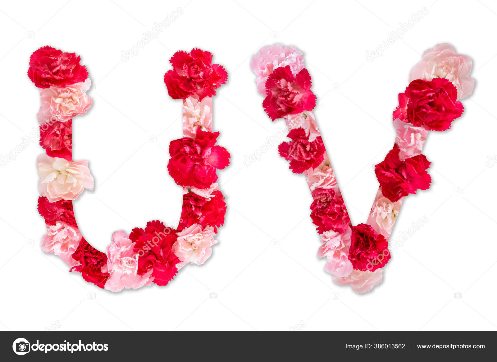 花字母表u V集合集合a 由真正的康乃馨花粉色红色与剪纸形状大写字母文字用植物区系字体在白色上隔离的排字装饰 花字母表u V集合集合a 由真正的康乃馨花粉色红色与剪纸形状大写字母文字用植物区系字体在白色上隔离的排字装饰