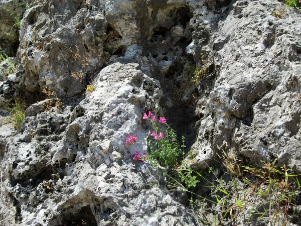 Flores Creciendo Roca — Foto de Stock