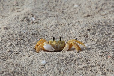 Kum plaj yengeç. Yaban hayatı.
