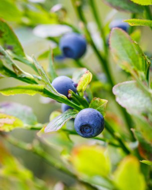 Ormandaki makrofotoğrafçılıkta taze yaban mersini