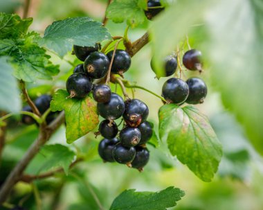 Çalı makrofotografında siyah frenk üzümü.