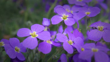 Lila Veilchen im Park
