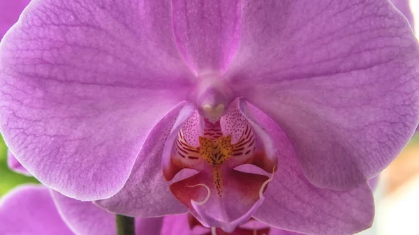 Růžový Orchidee Zblízka — Stock fotografie