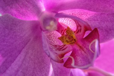 pink Orchidee Bluete Close Up