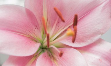 pembe lily yakın çekim