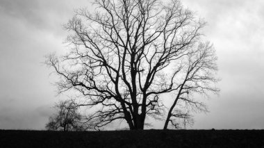 Schwarz wei Baum im Winter 