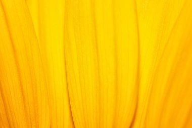 ayçiçeği yaprakları makro çekim