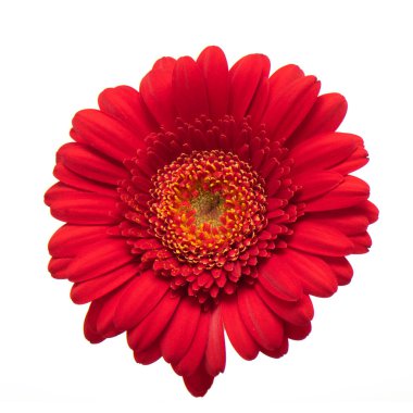 Tek kırmızı Gerbera çiçeği izole edildi.