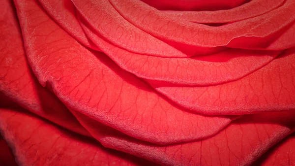 美しい赤いバラのマクロショット — ストック写真