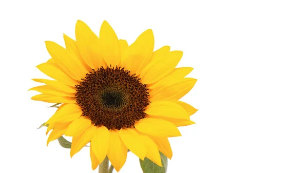 Yellow Sunflower White Background — Stock Photo, Image