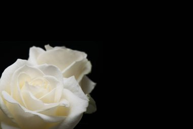 Siyah arka planda beyaz güller