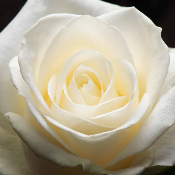 Schöne Weiße Rose Aus Nächster Nähe — Stockfoto