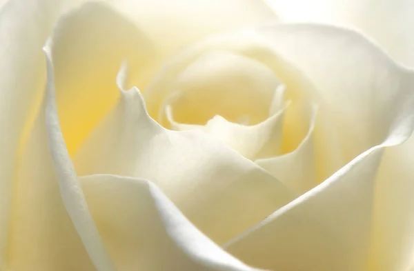 Макроснимок Красивой Нежной Розы Лицензионные Стоковые Изображения