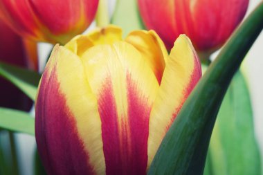 Kırmızı sarı laleye yaklaş.