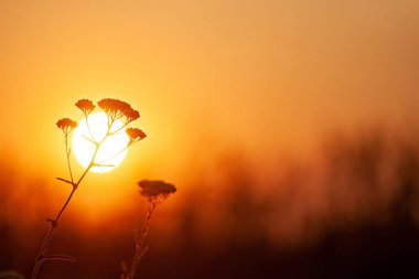 portakal batan güneşe karşı çim yakın çekim. Sığ alan derinliği, Tonlu görüntü.