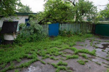 Yağmurdan sonra kırsal bahçe bum ve ağaçlar ile çim ile büyümüş