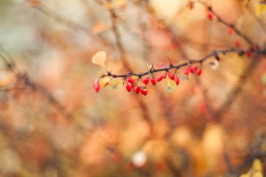 dalları üzerinde kızılcık meyveleri, renkli bir arka plan üzerinde. Seçici odak. Sığ alan derinliği. Tonlu görüntü