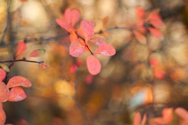 dalları üzerinde kızılcık meyveleri, renkli bir arka plan üzerinde. Seçici odak. Sığ alan derinliği. Tonlu görüntü