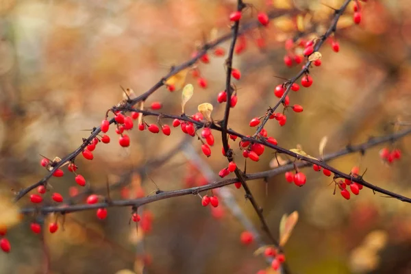 Dogwood berries on the branches, on a colored background. Selective focus. Shallow depth of field. Toned image — Stock Photo, Image