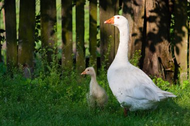Beyaz kazlar ve fencef yakınındaki yeşil çim üzerinde litle gesse