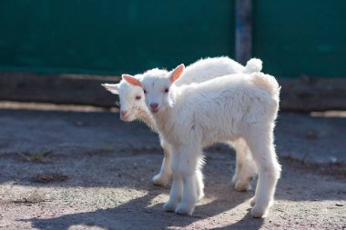 Dünyayı keşfeden beyaz güzel küçük keçiler