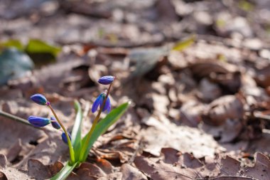 ilk bahar çiçekleri mavi kardelen