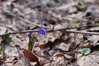 ilk bahar çiçekleri mavi kardelen