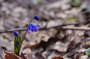 ilk bahar çiçekleri mavi kardelen