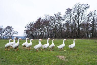 Yerli kazlar çayırda otluyor. Kümes hayvanları çimlerin üzerinde yürür. Evcil kazlar çimlerin üzerinde yürüyor. Çayırda kırsal kuş otluyor.