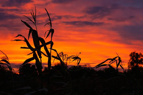 Siluetas de maíz en el fondo de un hermoso cielo al atardecer — Foto de Stock