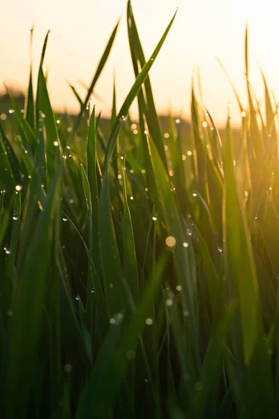 Green grass with dew drops at sunrise in spring against the background of sunlight. Beauty of nature. Close-up. Focus control