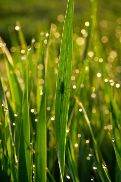 Green grass with dew drops at sunrise in spring against the background of sunlight. Beauty of nature. Close-up. Focus control