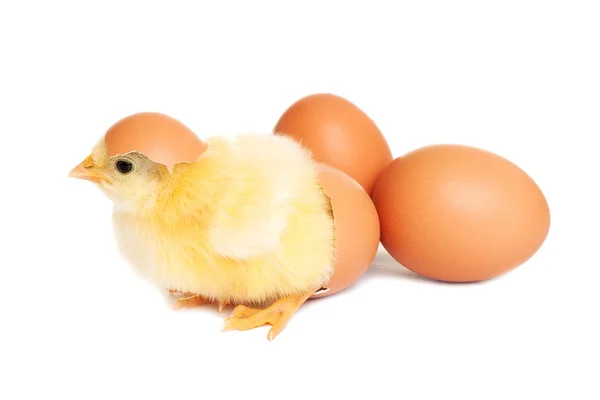 Bebek tavuk yumurta ile — Stok fotoğraf