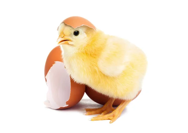 Cute yellow baby chick with egg — Stock Photo, Image