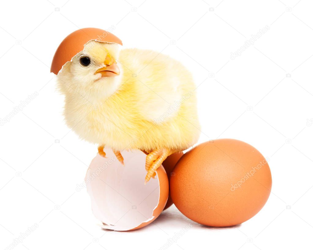 Cute newborn chicken with eggs
