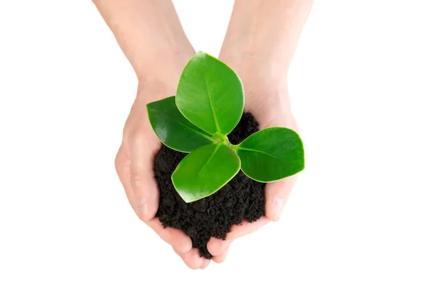 Green plant in hand new life — Stock Photo, Image