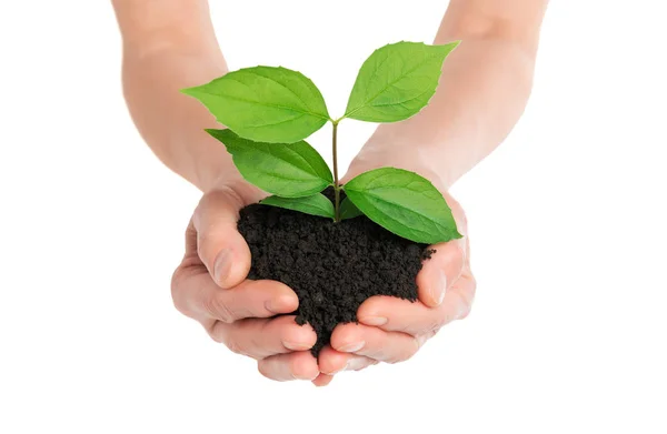 Hands holding green plant new life concept — Stock Photo, Image