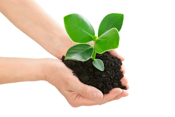 Hands holding green plant ecology concept — Stock Photo, Image