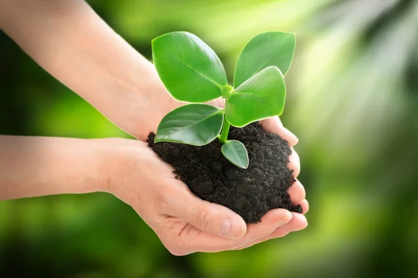 Hands holding plant ecology concept — Stock Photo, Image