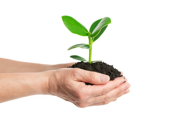 Plant tree — Stock Photo, Image