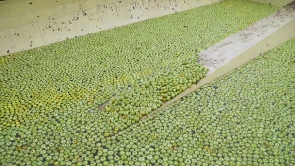 Sorting Apples Conveyor Preparing Apple Juice — Stock Video