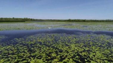 Göl üzerinde pelikanlar yuva, kuşlar göç, güneye uçuş