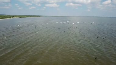 Göl üzerinde pelikanlar yuva, kuşlar göç, güneye uçuş