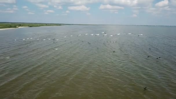Los Pelícanos Anidan Lago Migración Aves Vuelo Hacia Sur — Vídeos de Stock
