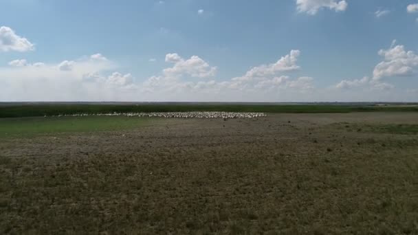 湖のペリカンの巣 鳥の移動 南への飛行 — ストック動画